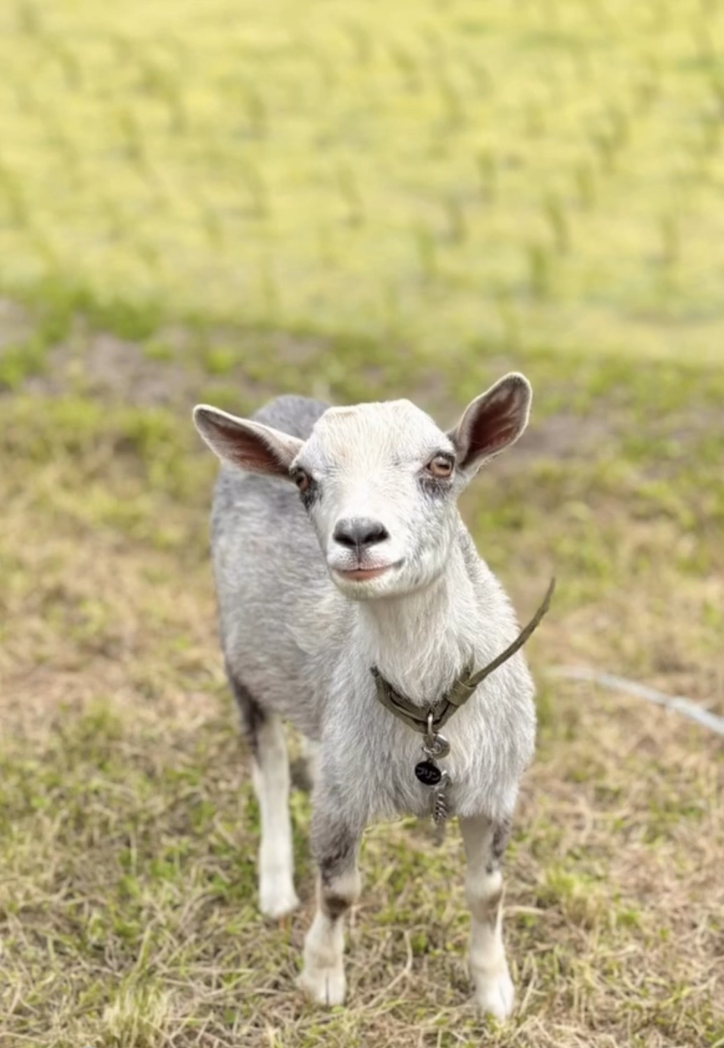 サロンの外で親しまれている看板ヤギのプリンくん